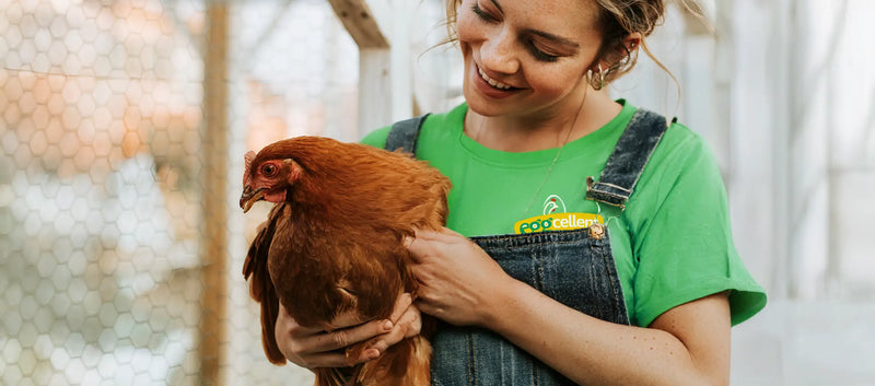 Q&amp;A despre Ouă Ecologice