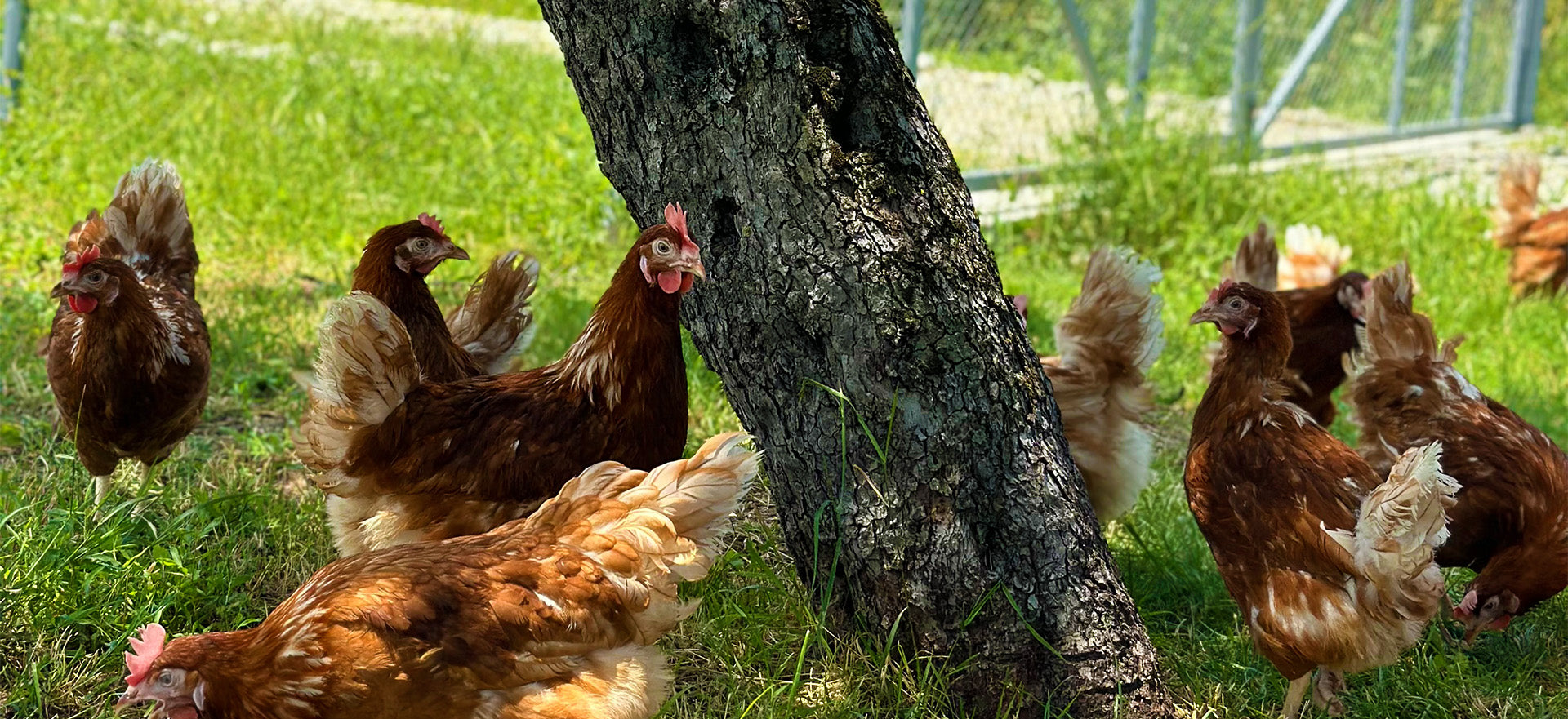 Alimentația Găinilor: Factorul Cheie în Calitatea și Gustul Oului Ecologic