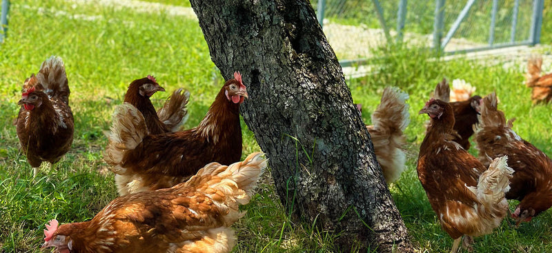 Alimentația Găinilor: Factorul Cheie în Calitatea și Gustul Oului Ecologic