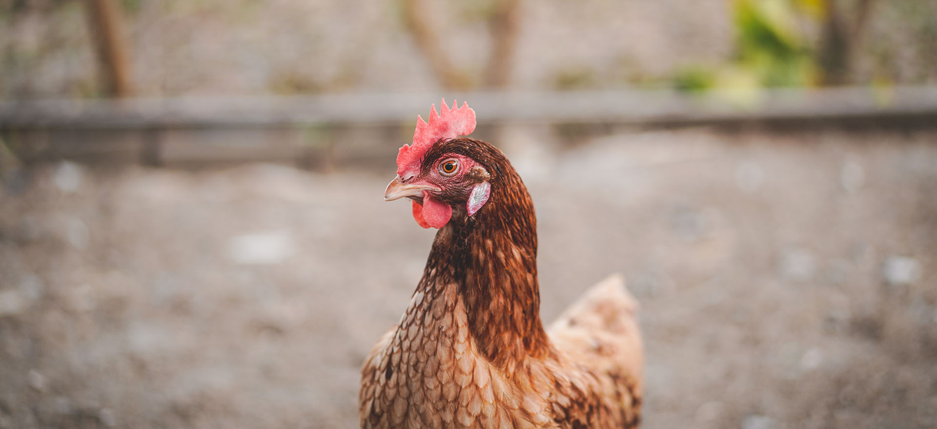 Microferma de ouă ecologice Eggcellent