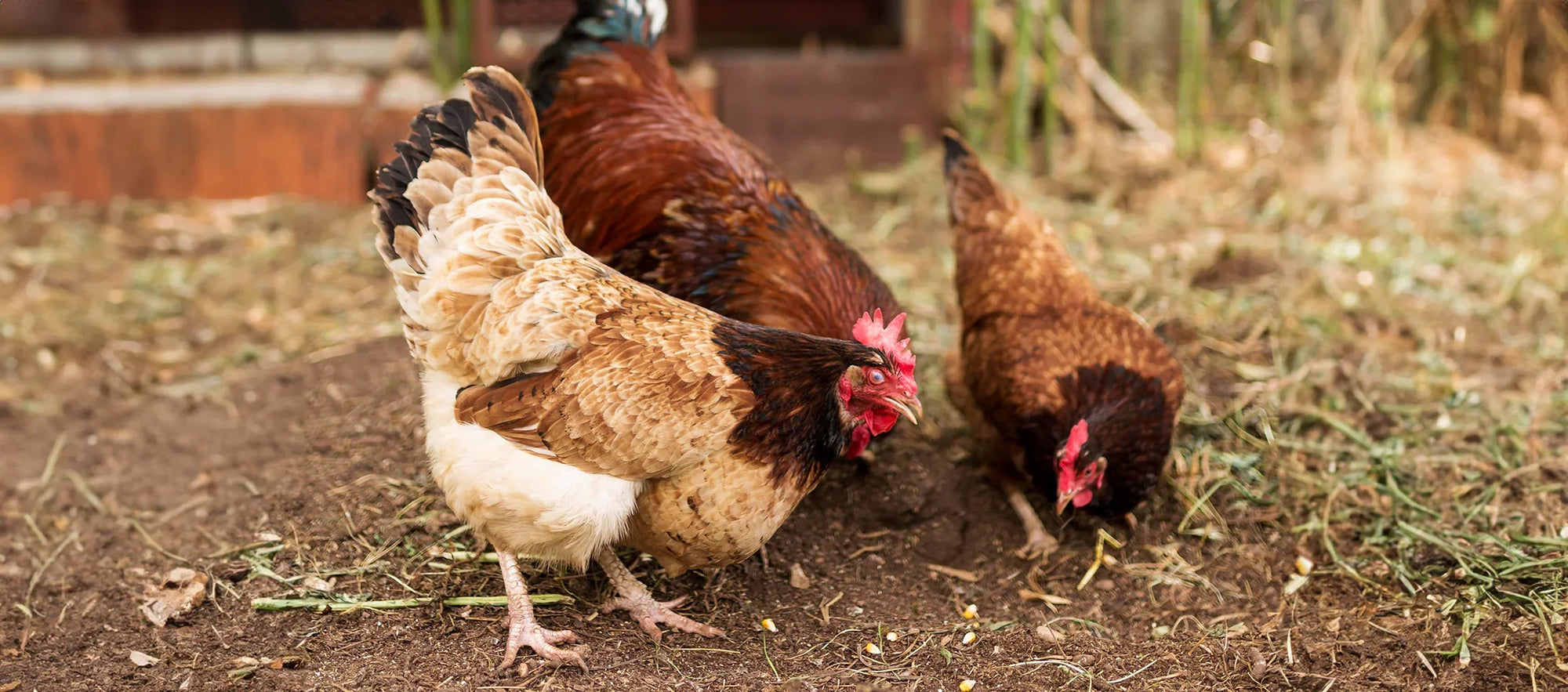 Maximizare producție ouă – pentru ferme mici și gospodării