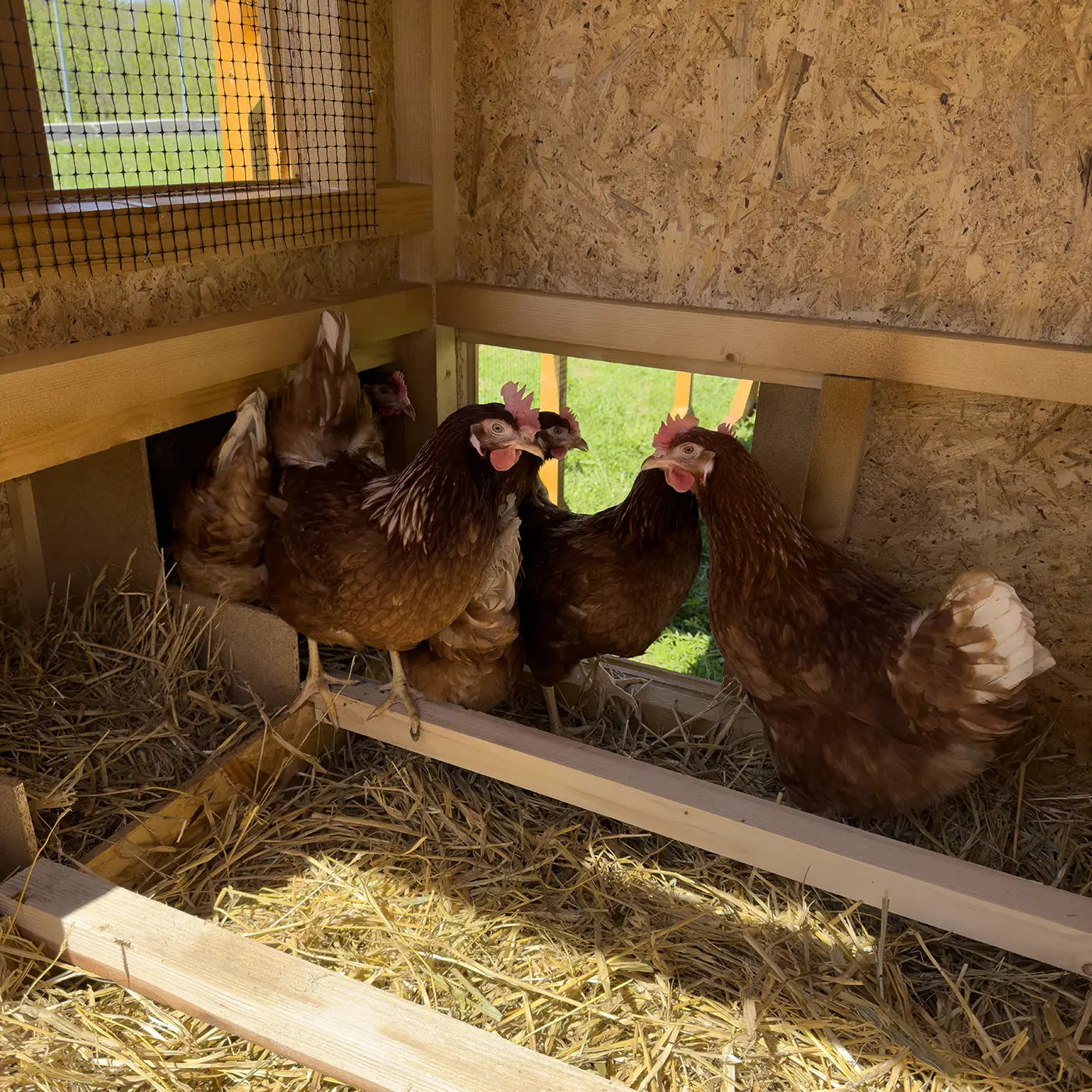 Eggcellent chicken coop 20 starter pack_2