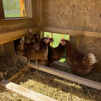 Eggcellent chicken coop 20 starter pack_2