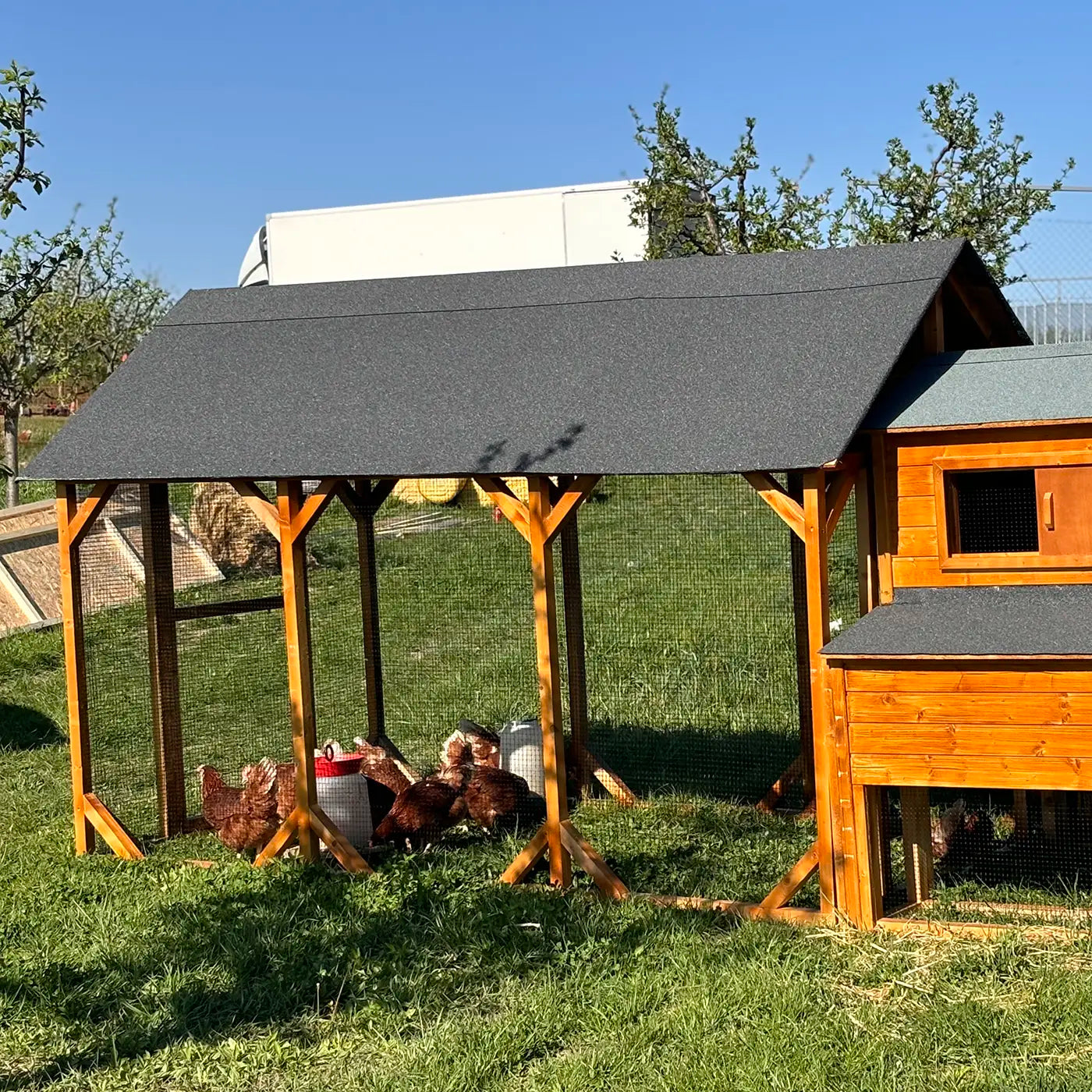 Eggcellent chicken coop 20 starter pack_3