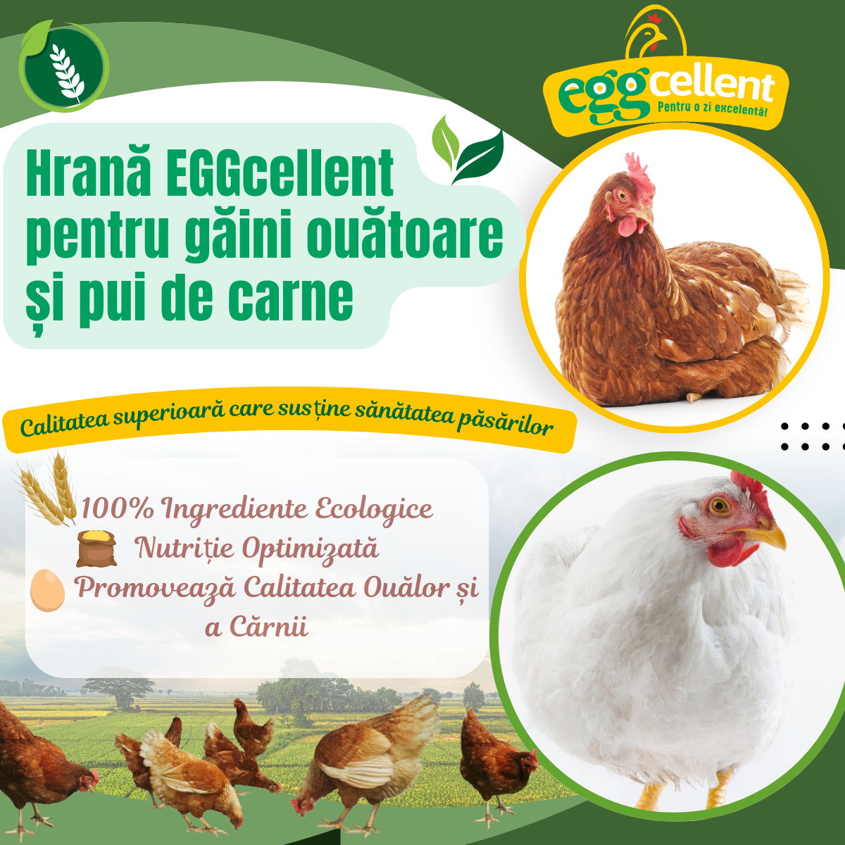 Hrana EGGcellent pentru gaini ouatoare si pui de carne