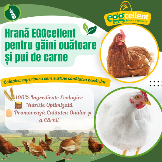 Hrana EGGcellent pentru gaini ouatoare si pui de carne